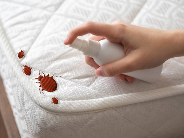 Best Insect Control  in Somers Point, NJ